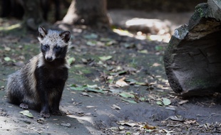 Un Tanuki préservé au zoo de Mexico.