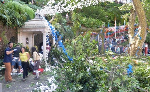 La chute d'un arbre bicentenaire fait 12 morts