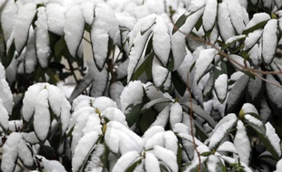 Illustration de la neige.