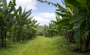 Une plantation de banane à Roujol, en Guadeloupe, le 9 avril 2018.