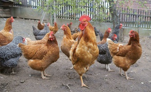 La mairie de Colmar va distribuer, le 30 mai, des poules à ses concitoyens pour diminuer le volume de déchets domestiques. (Illustration)