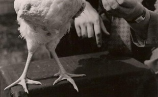 Photo non datée de Mike, le poulet sans tête, qui a vécu entre 1945 et 1947.