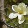 Un magnolia d'une espèce rare vient de fleurir dans un arboretum du Loiret