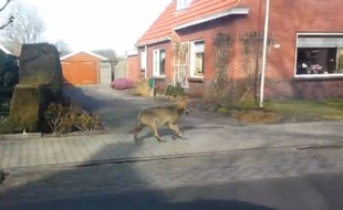 Un loup a été vu dans les rues d'une petite ville néerlandaise.