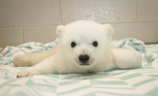 Nora, une oursonne polaire du zoo Columbus, à Washington.