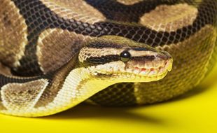 Illustration d'un python royal.