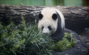 Da Mao, l'un des deux pandas prêtés par la Chine de zoo de Calgary, au Canada.
