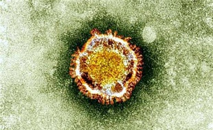 Les tests pratiqués par l'Institut Pasteur sur un nouveau patient soupçonné d'être infecté par le coronavirus en France se sont révélés négatifs, a annoncé mardi soir le ministère de la Santé.