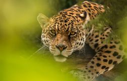 Le jaguar, maître discret de l’Amazonie