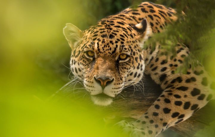 Le jaguar, maître discret de l’Amazonie