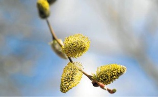 Le pic d'allergie devrait avoir lieu d'ici à la fin du mois de mars.