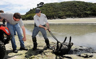 Un agent de l'ONCF (Office National de la Chasse et des Forêts) évacue un sanglier mort, le 26 juillet 2011, dans une anse de la baie de Saint-Brieuc sur la commune de Morieux.