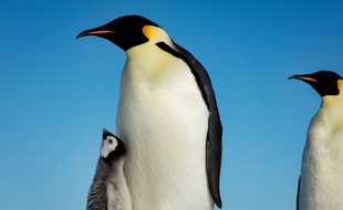 Un petit manchot empereur entouré par sa famille en Antarctique.