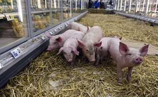 Des éleveurs ont lâché des porcinets dans un supermarché de Rennes, le 7 février 2015, pour protester contre les prix bas.