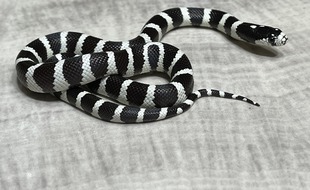 Le serpent roi de Californie n'est pas venimeux.