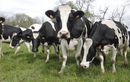 Une autrichienne tuée en rando par des vaches le jour de son anniversaire