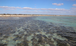 Les organismes microbiens se cachaient à l'intérieur de stromatolites, en Australie.