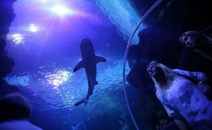 Malgré son aileron et ses impressionnantes mâchoires, le requin tue dix fois moins que les méduses, soulignent des spécialistes pour qui la psychose suscitée par les squales, comme à La Réunion, reste sans rapport avec le nombre d'attaques dans le monde.