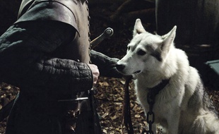 Lady, la louve de Sansa, a payé de sa vie la fougue de sa sœur Nymeria, louve d'Arya