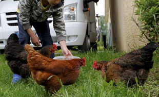 Illustrations poules.
