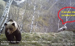 Extrait d'une vidéo d'un ours mâle en compagnie d'une femelle, le 4 mai, en Ariège.