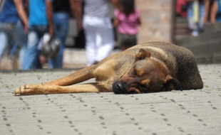 Illustration d'un chien, seul, dans une zone urbanisée