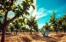 Canicule d’août : 3 techniques faciles pour garder des fruitiers jeunes en pleine forme et préparer une récolte généreuse