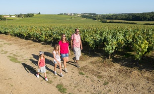 Des randonneurs dans le vignoble nantais.