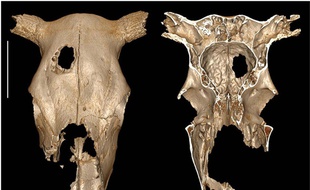 Le crâne de bovin trépané, étudié depuis sa découverte par des chercheurs, date d'il y a plus de 5.000 ans.