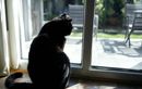 Votre chat boude le balcon ? Un comportement pas si anodin qui traduit un manque de confiance