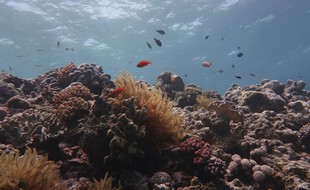 La Grande Barrière de corail, au large de l'Australie.