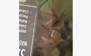 La jeune Australienne a trouvé une énorme araignée vivante dans le sachet de salade qu'elle venait d'acheter.