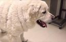 Que révèle la couleur des babines de votre chien ? Les signes à surveiller pour sa santé en 2025