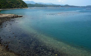 La ville japonaise de Taiji, tristement connue dans le monde pour ses massacres de dauphins, compte ouvrir un parc marin où les gens pourront nager avec des dauphins et des petites baleines. Mais la tuerie, qui tous les ans transforme les eaux du port en une mer de sang, va malgré tout continuer.