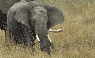 Un éléphant dans le parc national de Masai Mara au Kenya.