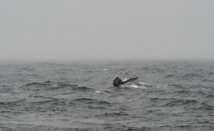 Une baleine noire du Pacifique Nord, l'un des animaux les plus menacés d'extinction, a été observée ces derniers jours pour la première fois en plus de 60 ans au large des côtes occidentales du Canada, a annoncé jeudi le ministère des Pêches et des Océans.