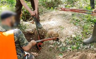 La mise à mort d'un renardeau lors d'une vénerie sous terre, dans les Hauts-de-France.