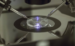 Une fécondation in-vitro à Londres, en 2013 (image d'illustration).