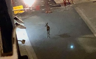 Un chevreuil s'est offert une virée dans les rues d'Angoulême en plein confinement, une imagée captée par Margot, une étudiante.