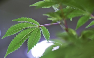 Un plant de cannabis légal, sans THC, et utilisé dans l'usage thérapeutique.