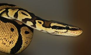 Un python royal (illustration)