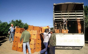 De la main d'oeuvre dans une exploitation agricole en Espagne en 2004.