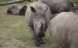 Vince, 5 ans, rhinocéros blanc au centre de cette photo, a été abattu par des braconniers dans le zoo de Thoiry.