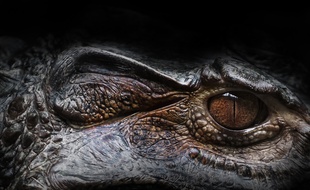 Illustration d'un alligator.