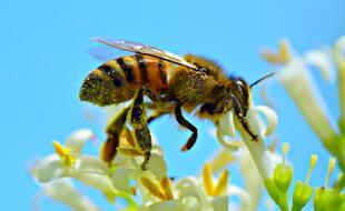 Une abeille en train de butiner