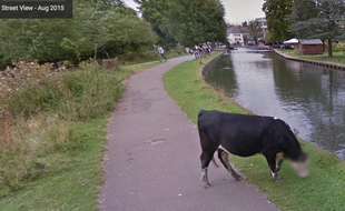 Capture d'écran du tweet d'un internaute qui a relevé le floutage de la vache sur Google Street