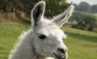 Illustration d'un lama