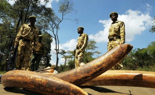 Des rangers kényans près de défenses d'éléphant, le 30 novembre 2009
