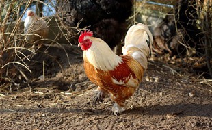 Illustration. Un coq