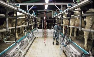 L'exploitation des Hannebique subit un manque à gagner de 40 000 € en 2010.